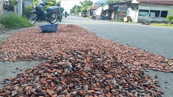 Harga Kakao di Aceh Tenggara Naik Rp 3.000/Kg Hari Ini 23 Oktober 2025
