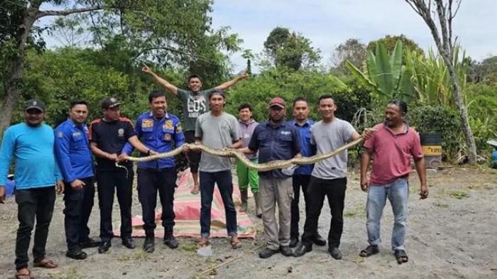 Warga Blang Tampu Bener Meriah Temukan Ular Piton Sepanjang 3 Meter di Kebun