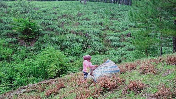 Harga Minyak Serai Wangi di Gayo Lues Naik Rp 5.000/Kg, Petani Semangat Naik Gunung untuk Menyuling
