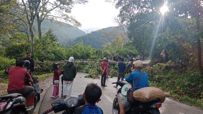 Pohon Tumbang Timpa Badan Jalan Blangkejeren-Kutacane, Arus Lalulintas Lumpuh Dua Jam