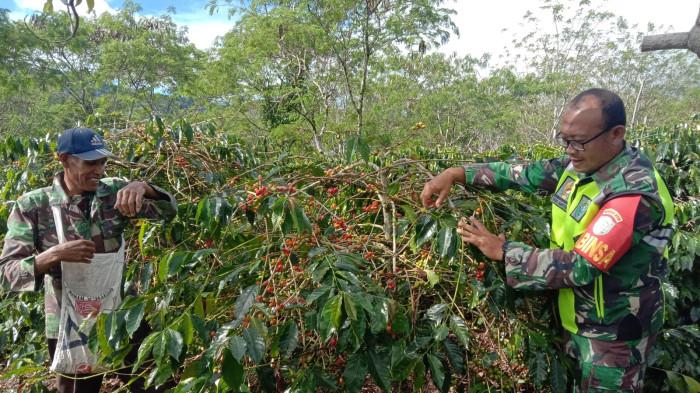 Harga Kopi Gayo di Bener Meriah Stabil di Level Tertinggi, Petani Percepat Masa Panen, Ini Sebabnya