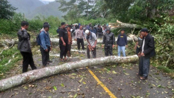 Pohon Kemiri Tumbang ke Jalan, Transportasi Blangkejeren-Kutacane Sempat Lumpuh, Listrik Padam