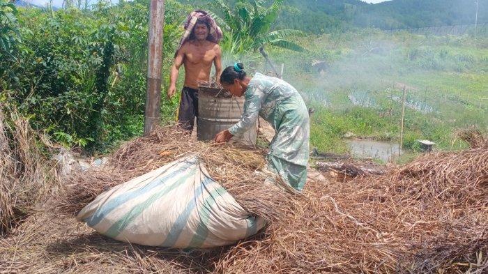 Harga Minyak Serai Wangi Naik di Gayo Lues, Ini Daftar Harga Terbaru