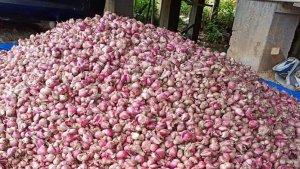 BAWANG-GALUSSs.jpg