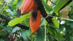 Buah-kakao-di-Kabupaten-Aceh-Tenggara-2.jpg