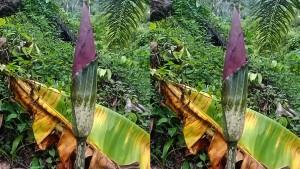 Bunga-bangkai-jenis-Amorphophallus-Titanum-Becc.jpg