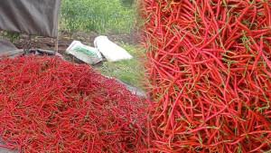 CABAI-MERAH-DI-KECAMATAN-KETOL-ACEH-TENGAH.jpg