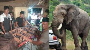 GAJAH-LIAR-SEBABKAN-WARNA-MENINGGALL.jpg