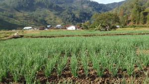 HARGA-BAWANG-MERAH-TINGKAT-PETANI-ACEH-TENGAH.jpg