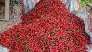 HARGA-CABAI-DI-GAYO-LUESS-NAIKKK.jpg