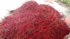 HARGA-CABAI-MERAH-TURUN-DI-ACEH-TENGAHHH.jpg