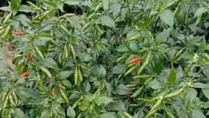 HARGA-CABAI-RAWIT-DI-ACEH-TENGAH01.jpg