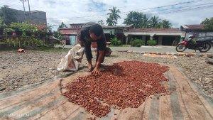 HARGA-KAKAO-DI-ACEH-TENGGARA-6.jpg