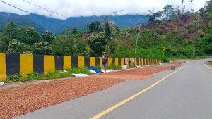 HARGA-KAKAO-DI-GAYO-LUESS-34.jpg