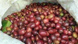 HARGA-KOPI-GAYO-DI-BENER-MERIAHH.jpg