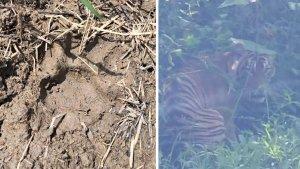 Jejak-kaki-Harimau-Sumatera.jpg