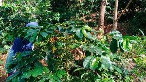 KEBUN-KOPI-GAYO-DI-GAYO-LUES.jpg