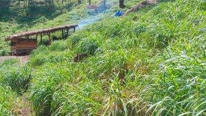 KEBUN-SERAI-WANGI-WARGA-GAYO-LUES.jpg