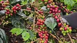 KOPI-ARABIKA-GAYO-67.jpg