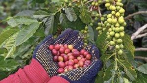 KOPI-GAYO-1006-3.jpg