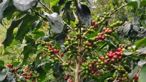 Kopi-Gayo-di-Kecamatan-Jagong-Jeget-Kabupaten-Aceh-Tengah.jpg