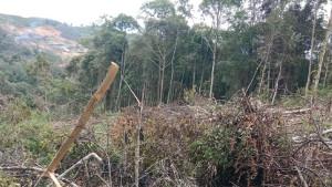 Lokasi-perambahan-hutan-Lindung-di-desa-Wih-Terjun-Pegasing-Kabupaten-Aceh-Tengah.jpg