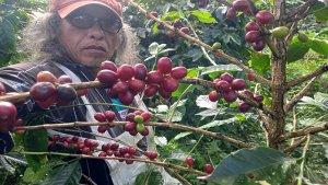 Memetik-Kopi-Arabika-Gayo.jpg