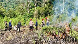 PEMUSNAHAN-LADANG-GANJA-TNGL.jpg