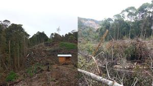 PERAMBAHAN-HUTAN-LINDUNG-DI-WIH-TERJUN.jpg
