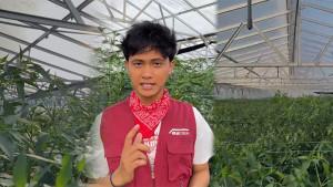PETANI-CABAI-MUDA-DI-ACEH-TENGAH-Gunaldi-Noval-Diansyah.jpg