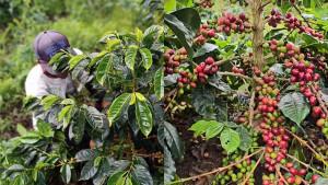 PETANI-KOPI-GAYO-DI-ACEH-TENGAH.jpg