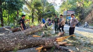 POHON-TUMBANG2.jpg