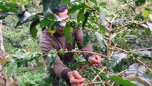 Petik-Kopi-Gayo.jpg