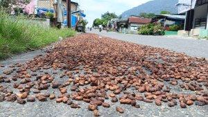harga-kakao-terbaru-di-aceh-tenggara.jpg