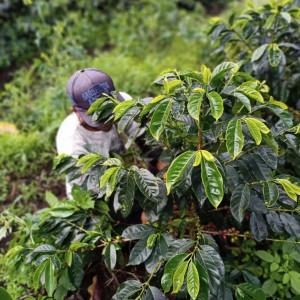 kopi-gayo-jadi-19000.jpg