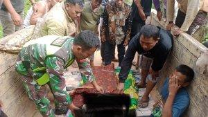 korban-diamuk-gajah-liar.jpg