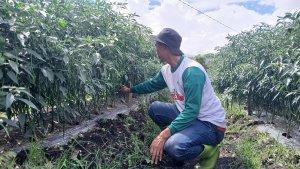petani-cabai-di-bener-meriah-7.jpg