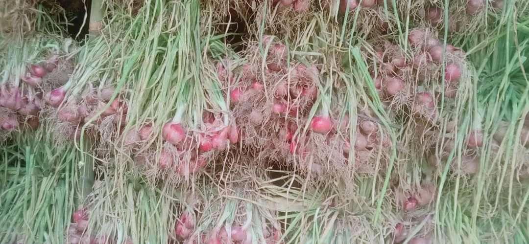 Harga Bawang Merah Super Naik Rp 2.000/Kg di Gayo Lues