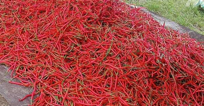 Cabai-merah-di-Kecamatan-Ketol-Kabupaten-Aceh-Tengah-2.jpg