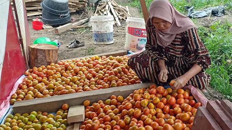 HARGA-TOMAT-NAIK-03111-1.jpg