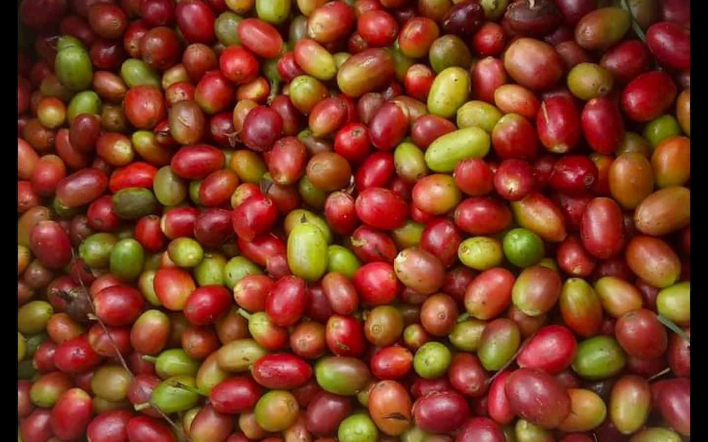 Harga Kopi Gayo di Bener Meriah Masih Bertahan pada Harga Rp 38.000 Per Bambu