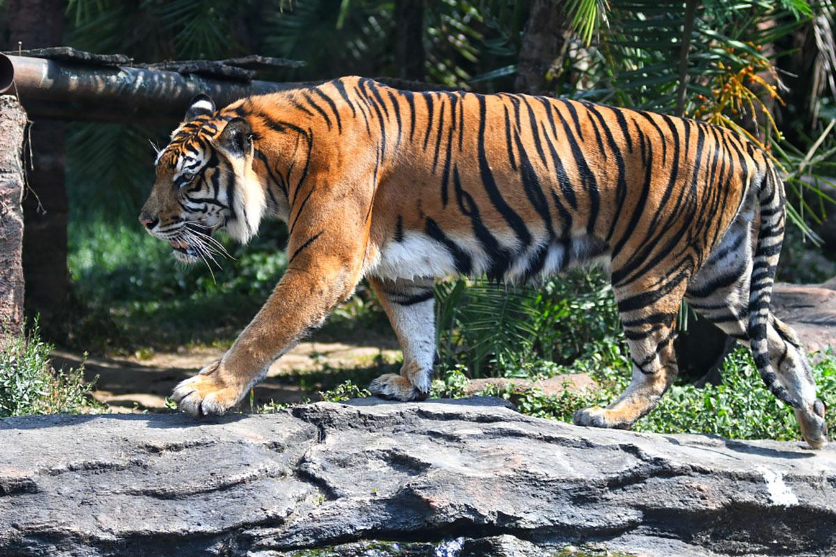 Harimau-Sumatera-14.jpg
