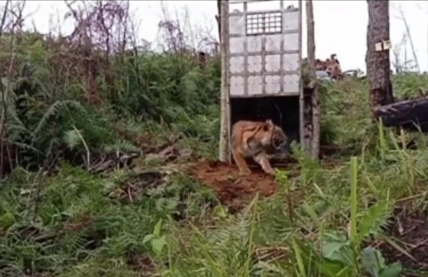 Tim BKSDA Bersama Pj Bupati Gayo Lues Lepas Harimau Setelah Dirawat Dua Bulan Enam Hari