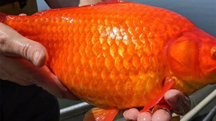 Pasca Lebaran Idul Fitri Permintaan Ikan Mas dan Ayam Meningkat di Gayo Lues