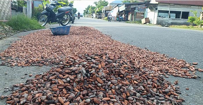 KAKAO-DI-JEMUR-DI-PINGGIR-JALAN-DI-ACEH-TENGGARA.jpg