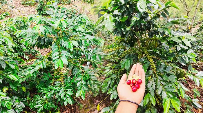 Kopi Ateng Super Mendominasi Perkebunan Warga di Aceh Tengah, Ini Keunggulannya