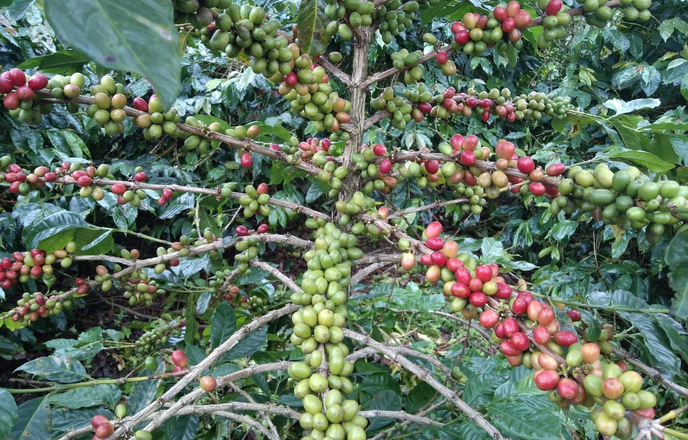 Harga Kopi di Bener Meriah, Hari ini Bertahan pada Harga Rp 38.000 Per Bambu
