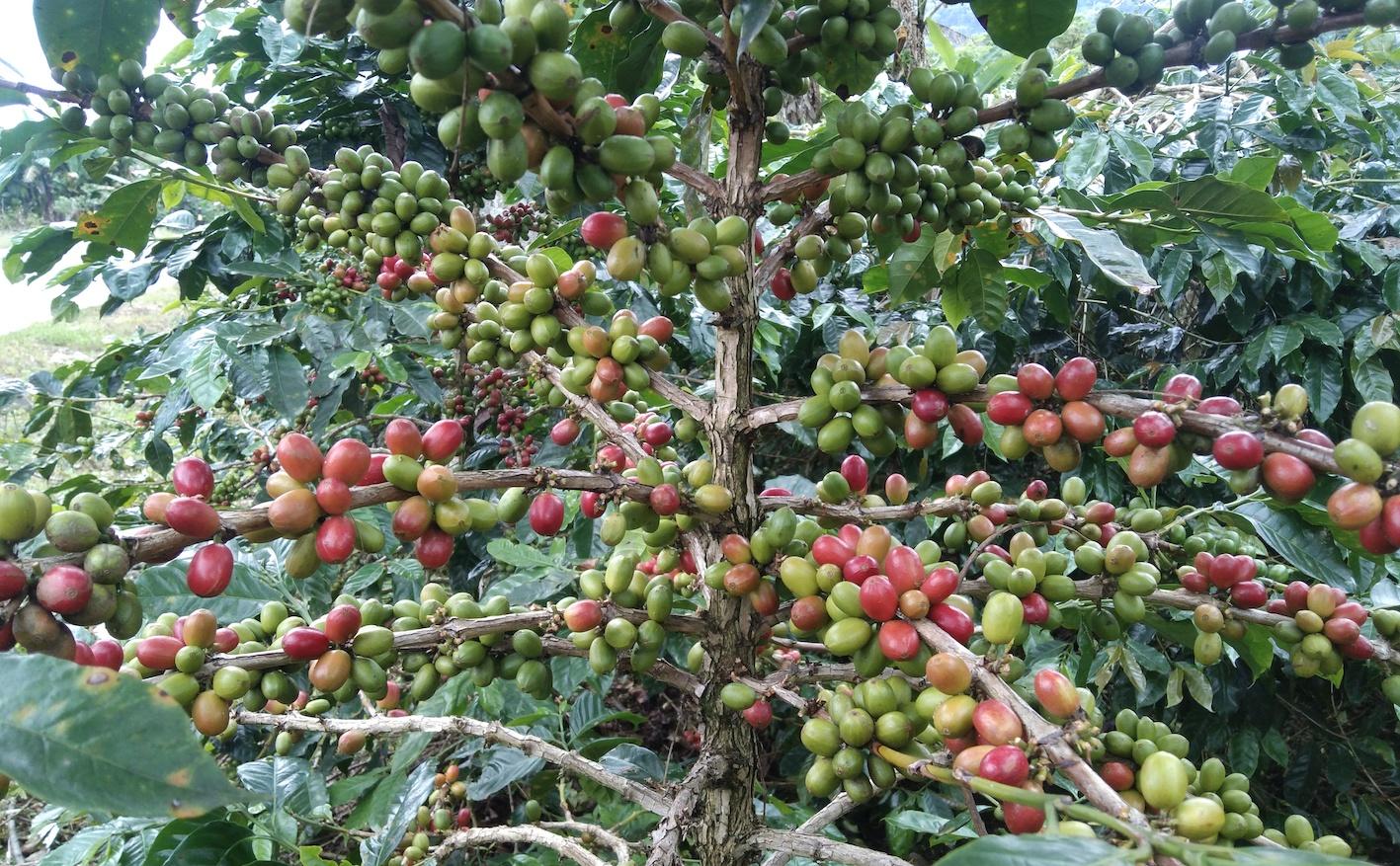 Kopi-Gayo-di-Bener-Meriah.jpg