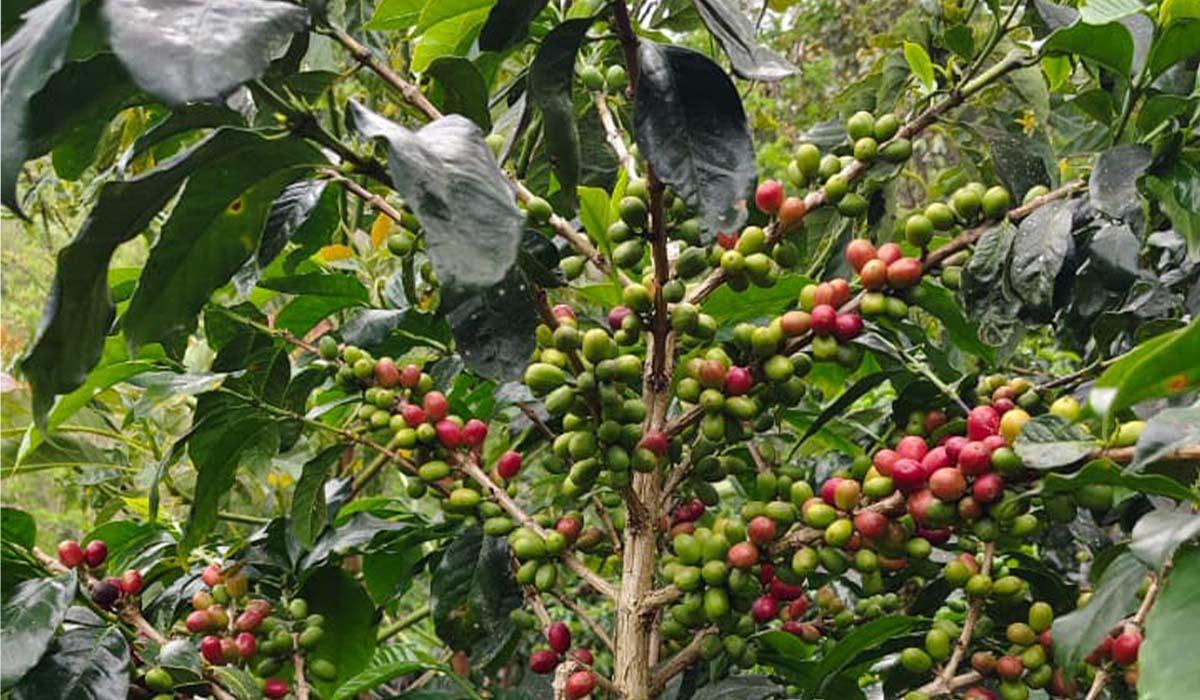 Kopi-Gayo-di-Kecamatan-Jagong-Jeget-Kabupaten-Aceh-Tengah.jpg