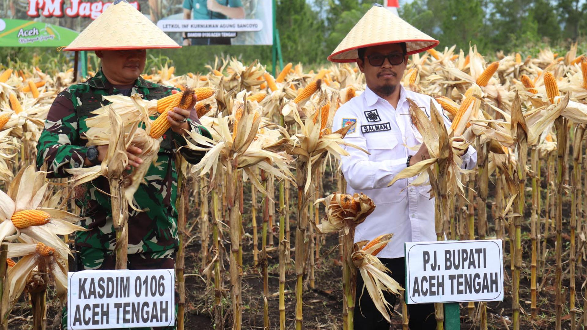 Panen Jagong, Kodim Aceh Tengah Sukseskan Program Ketahanan Pangan